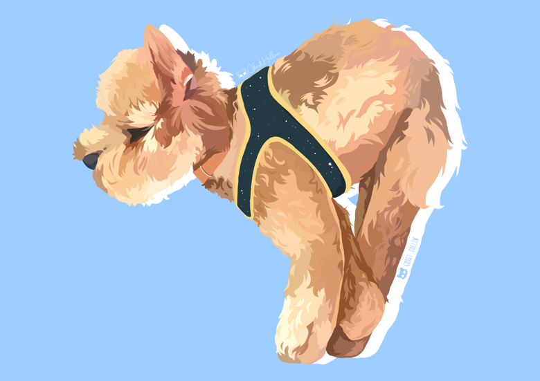 Pet Portraits